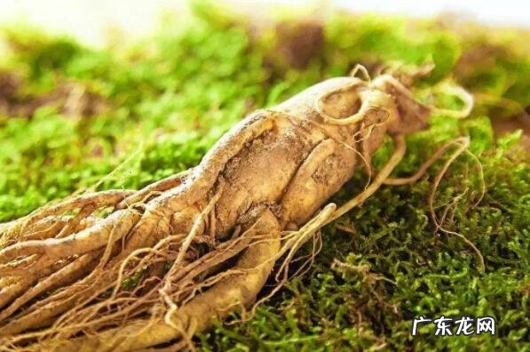 中国十大名贵药材 中国十大知名植物药材