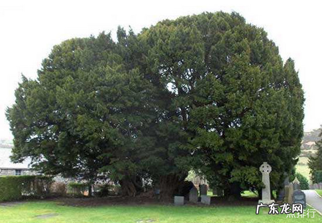 植物最长寿命排名 全球十大寿命长的植物