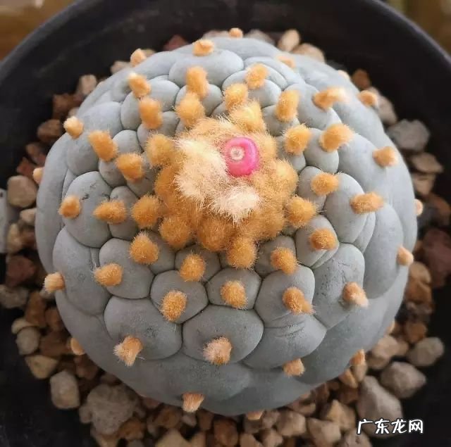 十大珍稀植物 十大名贵植物排行