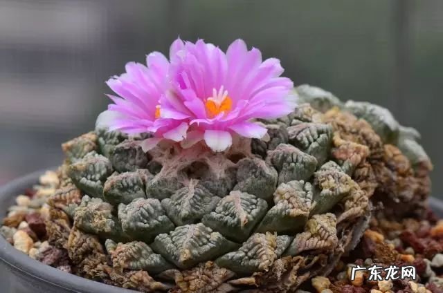 十大珍稀植物 十大名贵植物排行