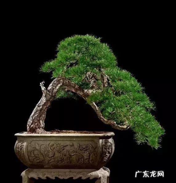 十大珍稀植物 十大名贵植物排行