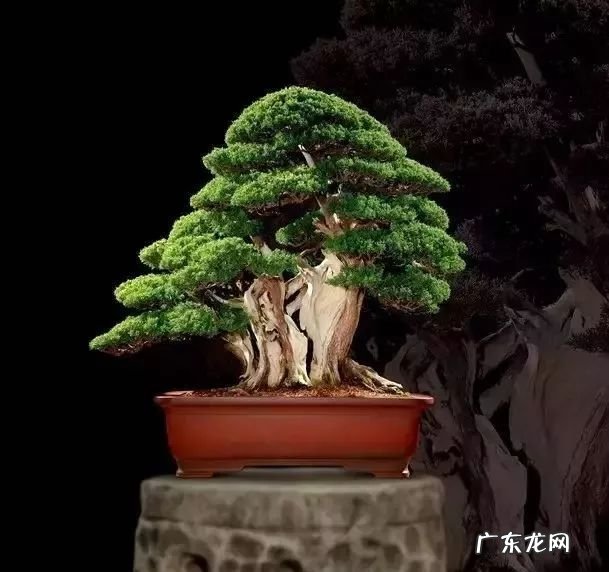 十大珍稀植物 十大名贵植物排行