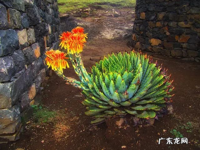 十大珍稀植物 十大名贵植物排行