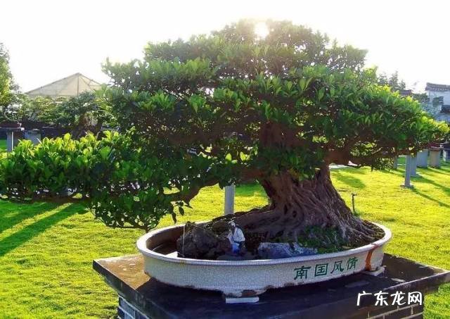 十大珍稀植物 十大名贵植物排行