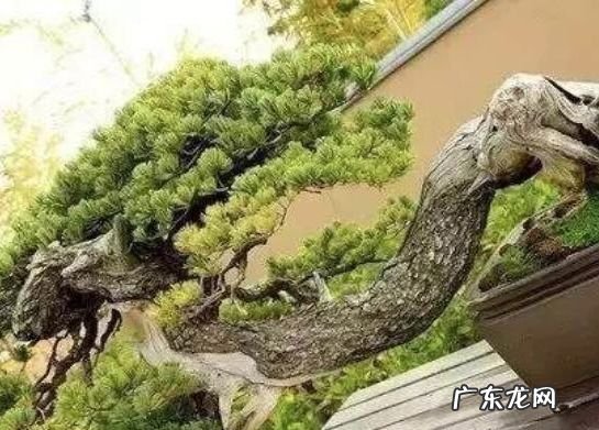 十大珍稀植物 十大名贵植物排行