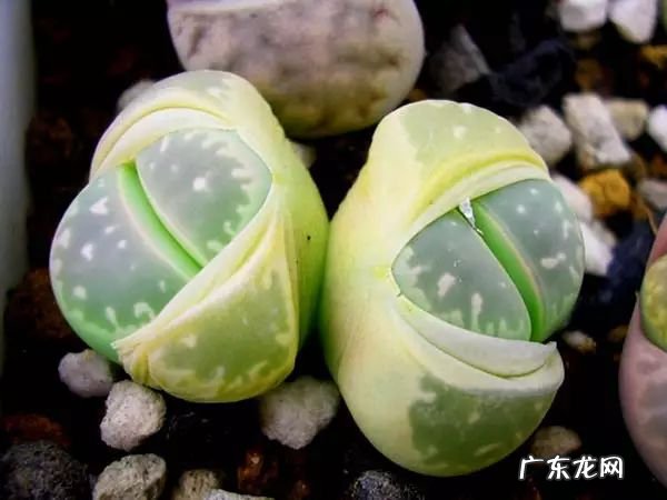 十大珍稀植物 十大名贵植物排行