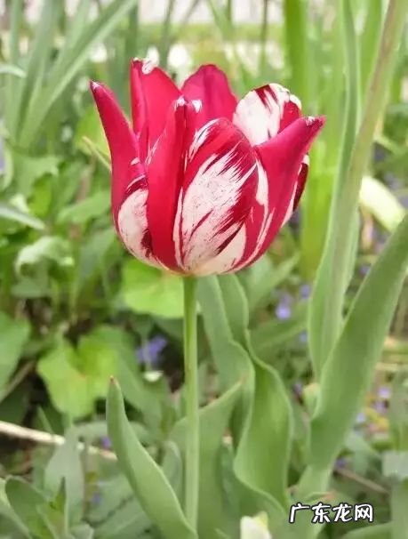 十大珍稀植物 十大名贵植物排行