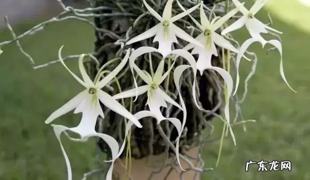 十大珍稀植物 十大名贵植物排行