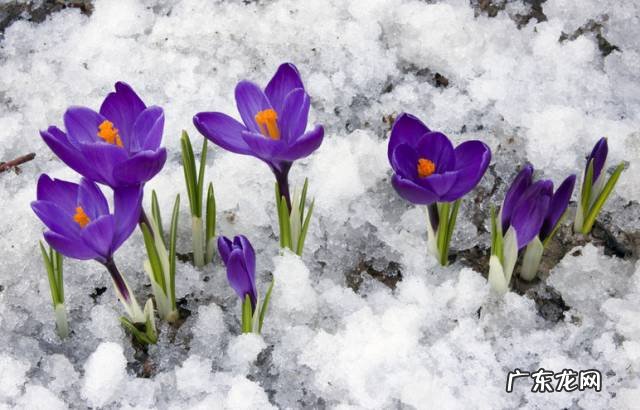 十大珍稀植物 十大名贵植物排行