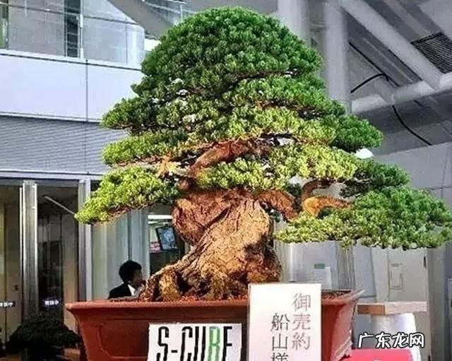 十大珍稀植物 十大名贵植物排行