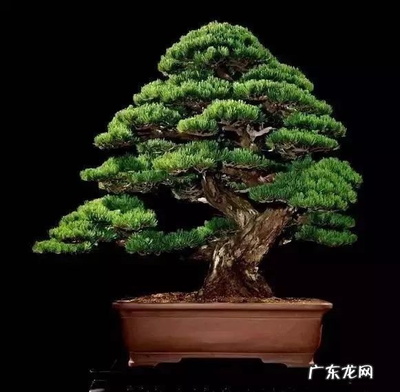 十大珍稀植物 十大名贵植物排行