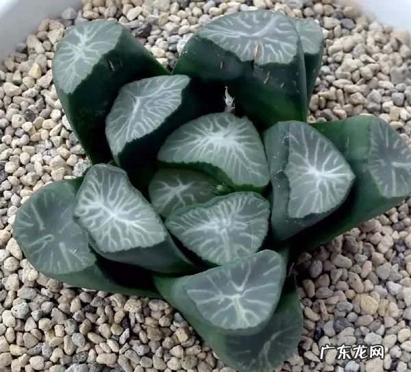 十大珍稀植物 十大名贵植物排行