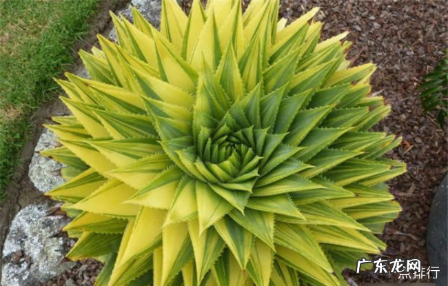 世界上最贵的多肉植物排名 全球十大贵多肉