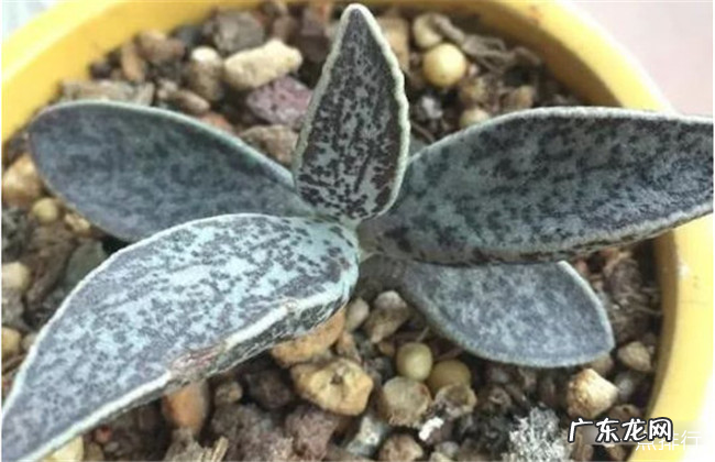 世界上最贵的多肉植物排名 全球十大贵多肉