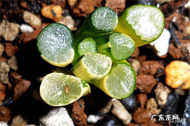 世界上最贵的多肉植物排名 全球十大贵多肉