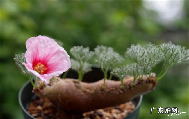 世界上最贵的多肉植物排名 全球十大贵多肉