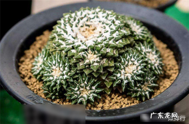 世界上最贵的多肉植物排名 全球十大贵多肉