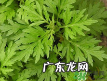 孕妇湿疹能用艾草洗吗？孕妇湿疹能用艾叶吗？