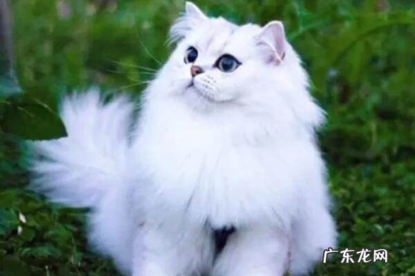 十大宠物猫排行 全球受欢迎的十大宠物猫