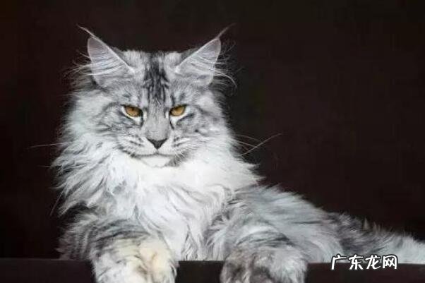 十大宠物猫排行 全球受欢迎的十大宠物猫