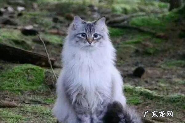 十大宠物猫排行 全球受欢迎的十大宠物猫