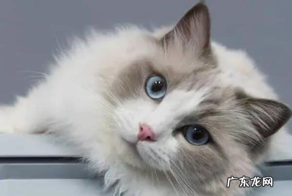 十大宠物猫排行 全球受欢迎的十大宠物猫