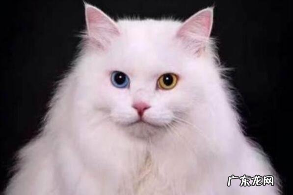 十大宠物猫排行 全球受欢迎的十大宠物猫