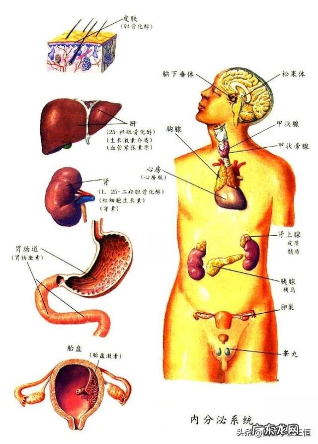 人体哪些必须的营养,物质等必须经过运动才能得到
