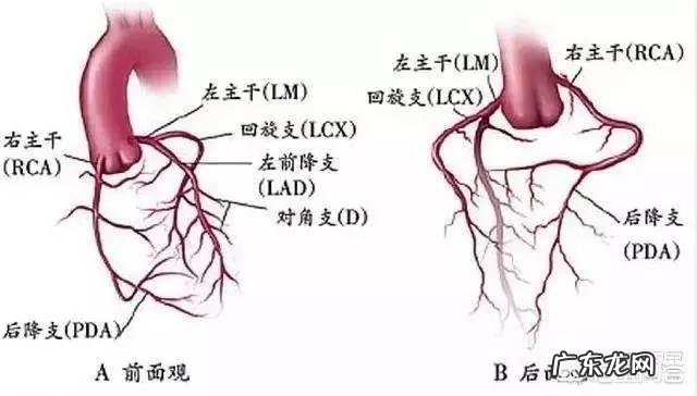 心脏有三个主血管，堵了一两个能维持心脏正常运转吗