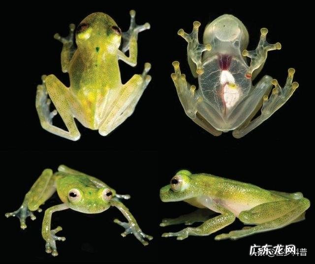 心脏有三个主血管，堵了一两个能维持心脏正常运转吗