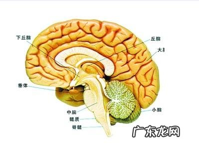 体重和身高都差很多的人，肾脏或者心脏，肝脏大小一样吗？