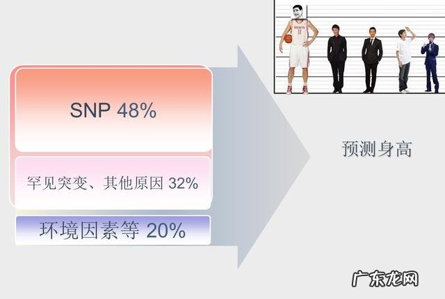 体重和身高都差很多的人，肾脏或者心脏，肝脏大小一样吗？