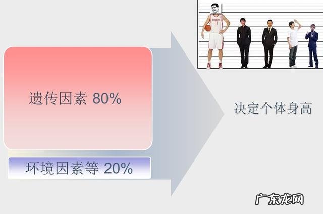 体重和身高都差很多的人，肾脏或者心脏，肝脏大小一样吗？