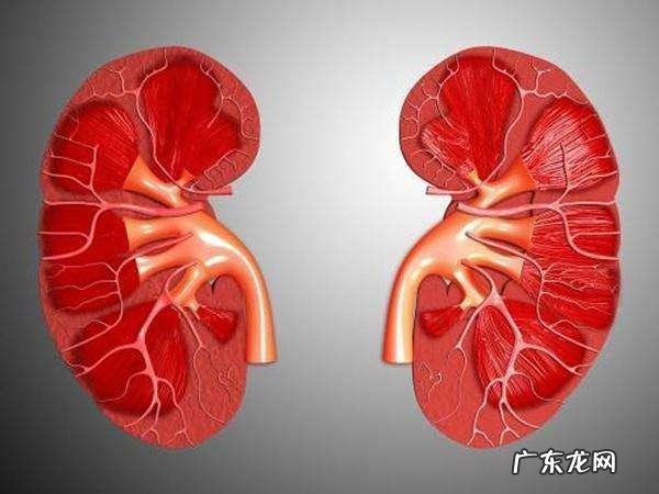 体重和身高都差很多的人，肾脏或者心脏，肝脏大小一样吗？