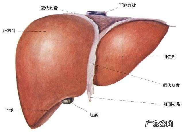 体重和身高都差很多的人，肾脏或者心脏，肝脏大小一样吗？