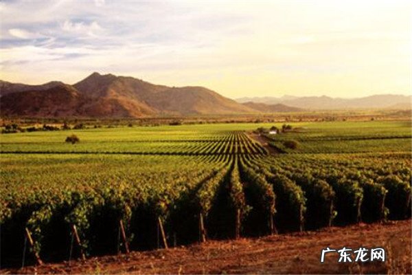 智利葡萄酒酒庄排名 智利最好的酒庄是哪些？智利十大酒庄排名