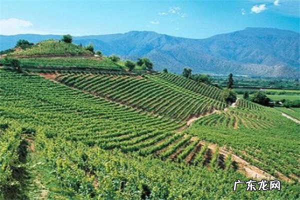 智利葡萄酒酒庄排名 智利最好的酒庄是哪些？智利十大酒庄排名