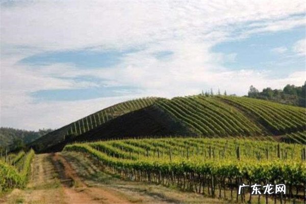 智利葡萄酒酒庄排名 智利最好的酒庄是哪些？智利十大酒庄排名