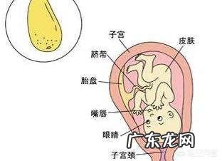 怀孕22周吃什么对胎儿好