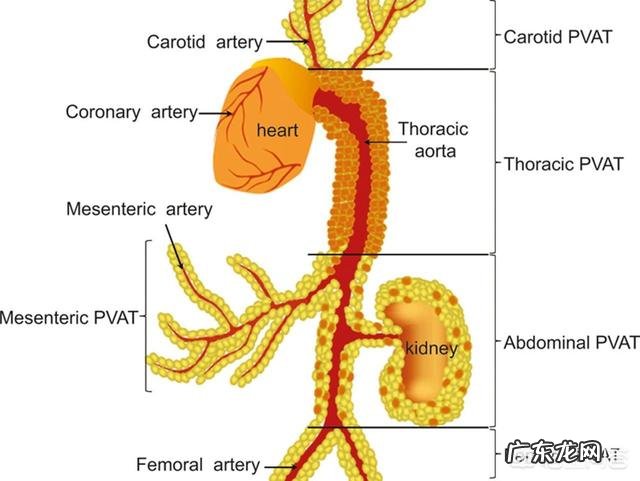 人体脂肪也有好坏之分吗?
