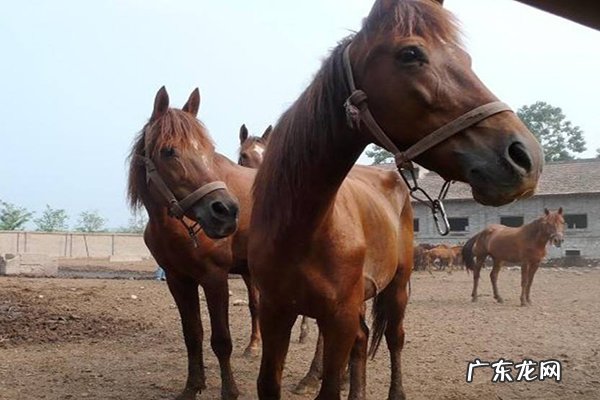 世界十大重型马价格 世界十大重型马