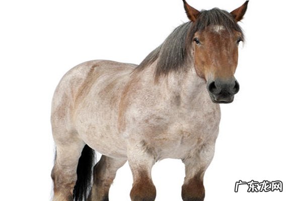 世界十大重型马价格 世界十大重型马