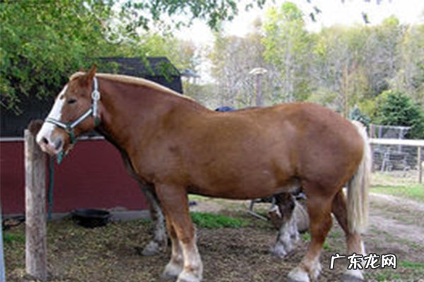 世界十大重型马价格 世界十大重型马