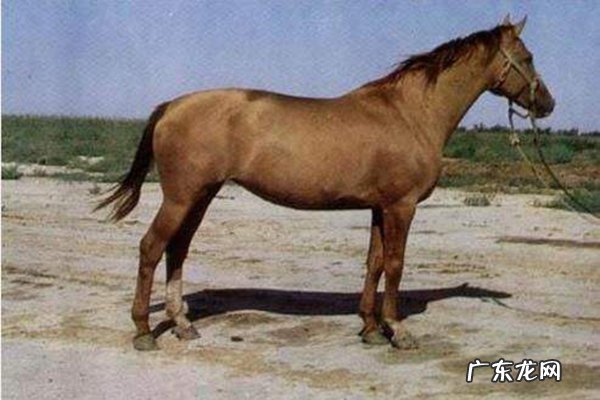 世界十大重型马价格 世界十大重型马