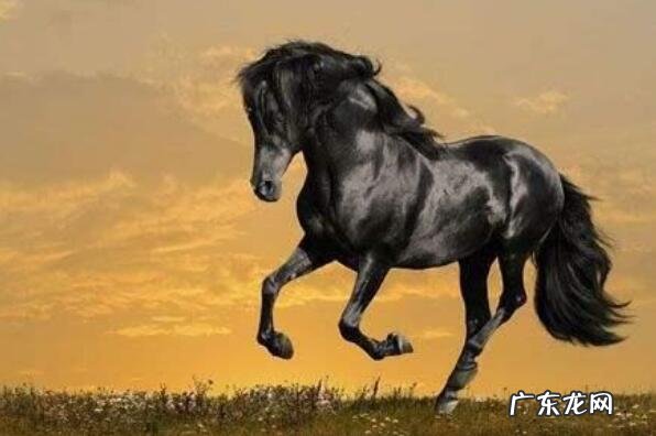 古时的十大名马 中国古代十大名马排名