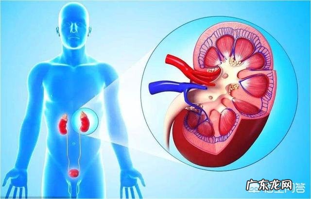 什么食物会影响肌酐的升高肌酐值会上下浮动吗