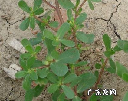 湿气重能根zhi吗?民间偏方什么的?