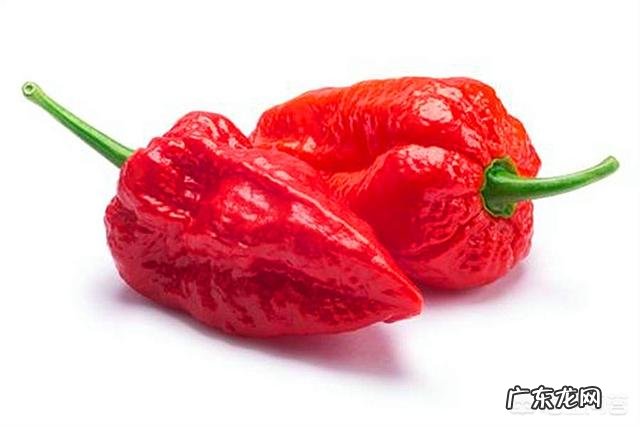 历史上真的有人被辣死过吗？