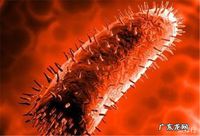 世界十大恐怖病毒排名榜 世界十大恐怖病毒排名