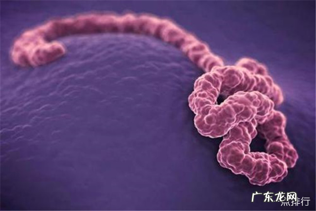 世界十大恐怖病毒排名榜 世界十大恐怖病毒排名